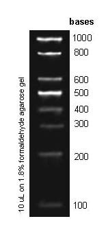 100 b RNA Ladder | Norgen Biotek Corp.