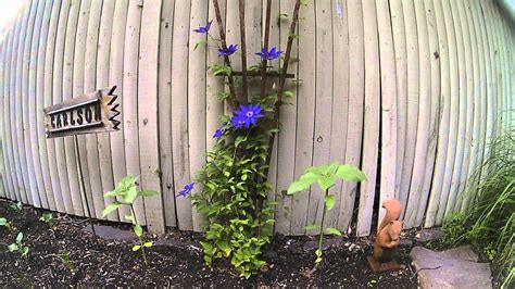 Garden Plant Growth Time Lapse Youtube