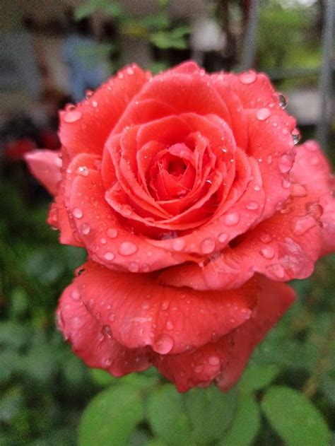 Beautiful Flower Beautiful Flowers Rose Plants Pink Plant Roses