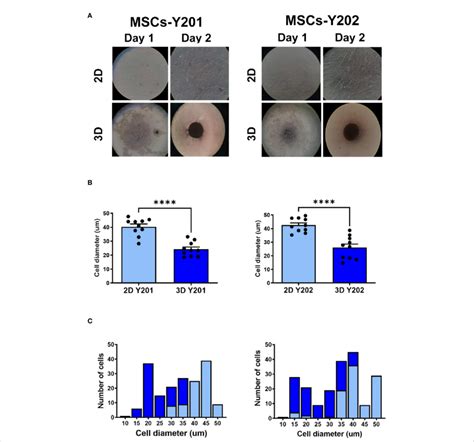 Effects Of 2d3d Culture On Msc Morphology And Size Distribution A Download Scientific