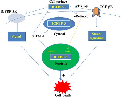 Key Candidate Molecules Activated By Igfbp 3 Igfbp 3 Can Activate