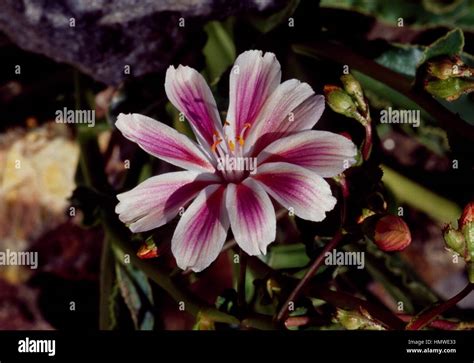 Lewisia Lewisia Cotyledon Flower Portulacaceae Stock Photo Alamy