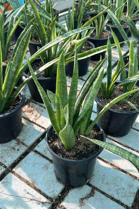 Buy Snake Plant Outdoor Small Uae Delivery