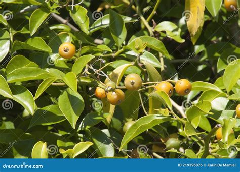 Fruits Of Pereskia Aculeata Growing In The Field Stock Image