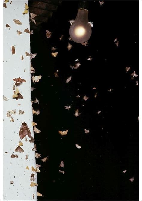 Prints Of MOTHS Swarming Around Lamp Poster Prints Moth Framed