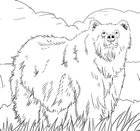 Dibujo De Oso Pardo Dibujo Para Colorear De Oso Pardo Dibujos Porn