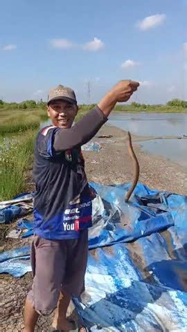 Sarang Belut Di Dalam Terpal Panen Strike Pada Melong Youtube