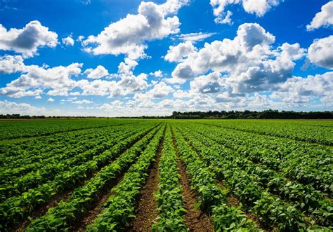 Che Cos L Agricoltura Intensiva Pro E Contro