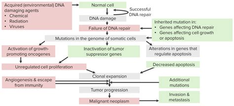 Carcinogenesis | Concise Medical Knowledge