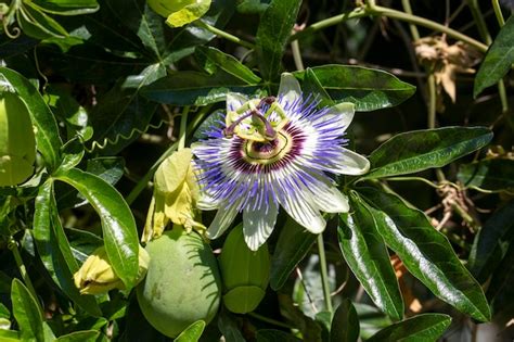 Premium Photo Close Up Passiflora Passion Flower Passiflora Caerulea