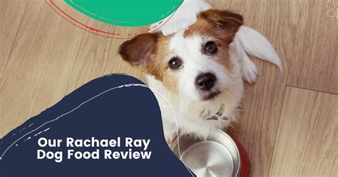 Our Rachael Ray Dog Food Review - I Love Veterinary