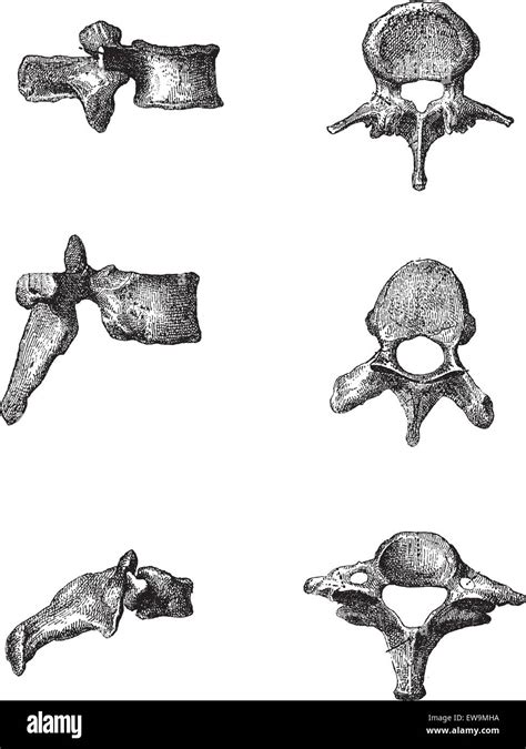 Human Vertebrae Showing Side View Left And Top View Right Of The