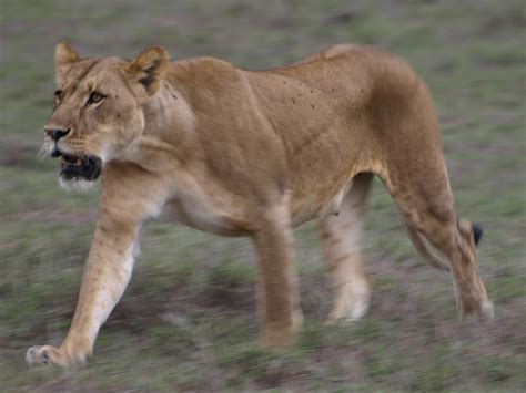 Lioness hunting Photograph by Kathy Dunce