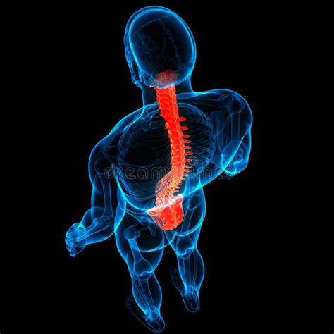 Spinal Cord Vertebral Column Of Human Skeleton System Anatomy Stock