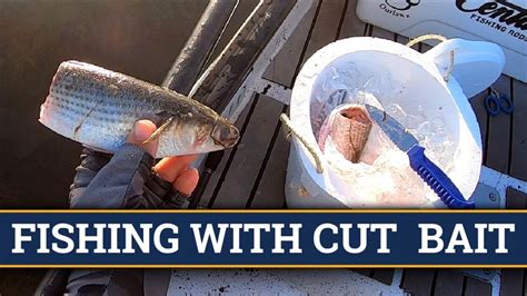 How To Cut Up Baitfish For More Redfish Snook Black Drum