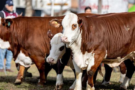 Nacionales De Braford Brahman Y Dorper En Riachuelo Corrientes Del 15