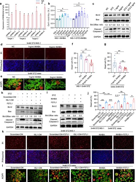 The Inhba Of Isl1 Cm Inhibiting Stz Induced Ins 1 Cell Apoptosis A