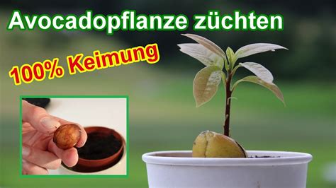 Avocadopflanze Aus Kern Selber Ziehen Avocadokern In Erde Einpflanzen