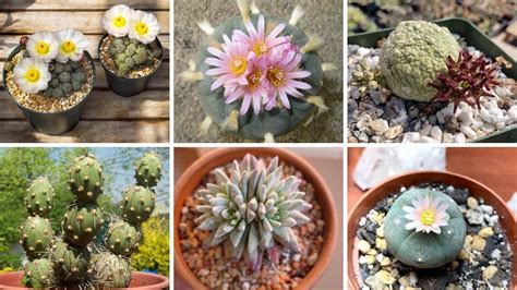 22 EspÉcies De Cactos E Plantas Suculentas Para IdentificaÇÃo Youtube