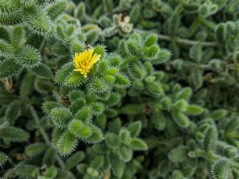 How To Care For The Quirky Pickle Plant Plantglossary
