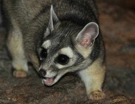 Центральноамериканский какомицли (лат. Bassariscus sumichrasti)