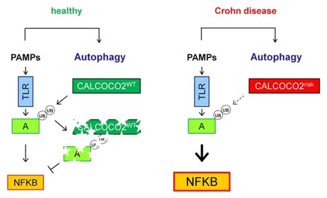 Autophagy Receptor Calcoco Ndp Takes Center Stage In Crohn Disease