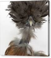 Naked Neck Silkie Chicken Series Photograph By Jeannette Hunt Fine