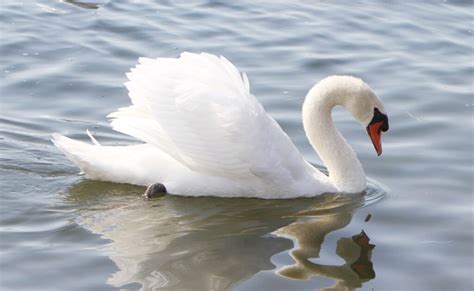 Mute Swan - Home