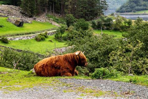 Big Musk Ox in Its Habitat, Natural Landscape on the Background Stock Image - Image of angry ...