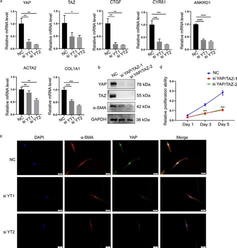 Knockdown Of Yap Taz Inhibits The Expression Of Fibrotic Genes And Cell