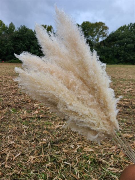 Extra Large Fluffy Natural Pampas Grass Solaflowerstore