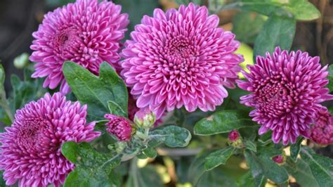 Айстри Квіти - 1920x1080 Wallpaper - teahub.io