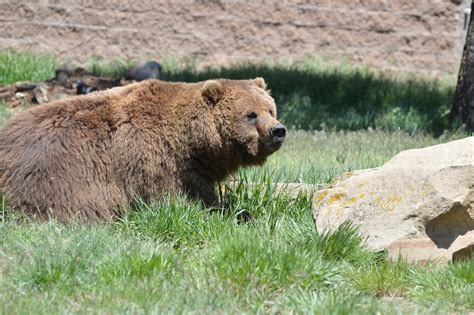 Zoo Pagosawildlifepark United States