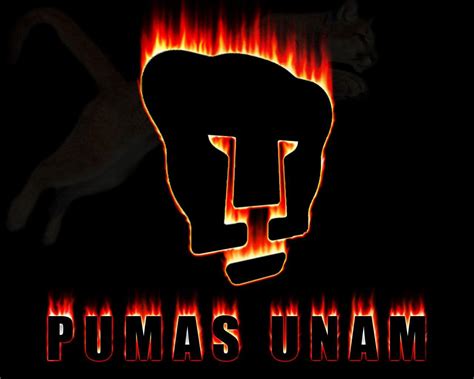 Pumas Wallpapers Wallpaper Cave