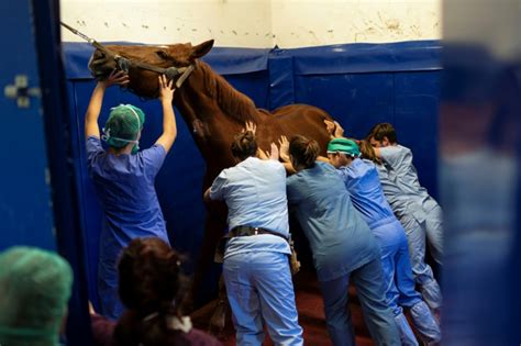 Tecnología Puntera Para Curar A Los Caballos En Una Clínica 5 Estrellas