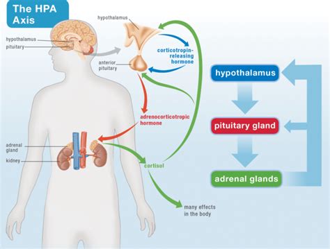 Hpa Axis Coast Clinic