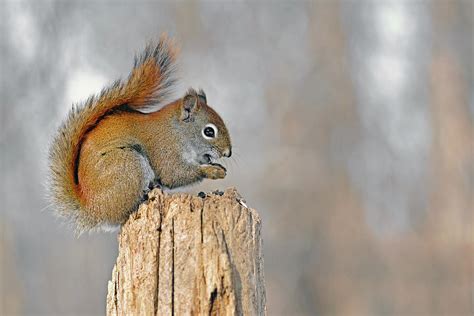 Squirrel Chipmunk Hybrid | tunersread.com