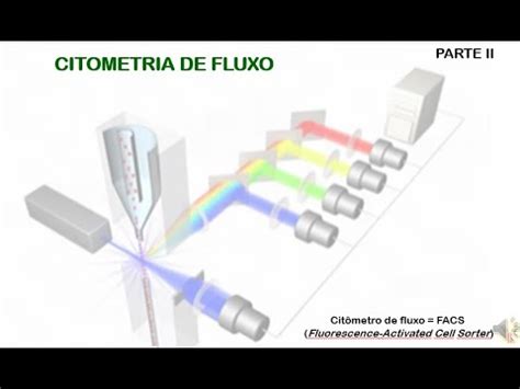 Citometria De Fluxo PARTE II YouTube