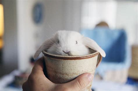 You Cant Digest These 50 Cute Animals In Cups