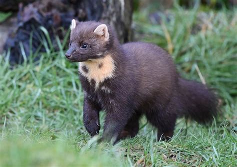 Pine marten - Belfast Live