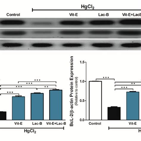 Vit E And Lac B Upregulated Renal Beclin 1 And Bcl 2 Expression In