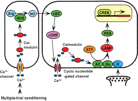 Critical Role Of Nitric Oxide Cgmp Cascade In The Formation Of Camp