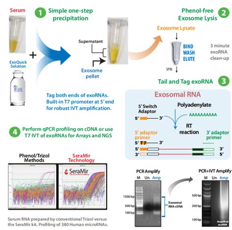 Exosome Rna Amplification Profiling Seramir