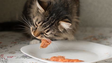 Perché il mio gatto mastica di lato La Stampa