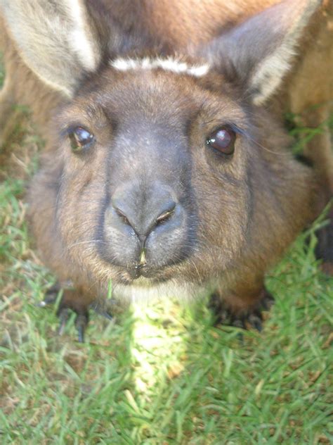 Kanga By Laylay4836 On Deviantart