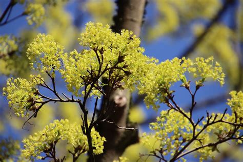 Tree Maple Norway Free Photo On Pixabay Pixabay