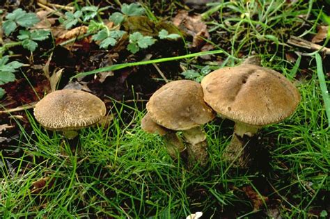 Leccinum scabrum