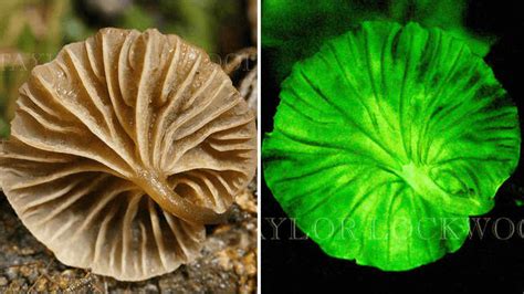 11 Bioluminescent Mushrooms That Glow in the Dark