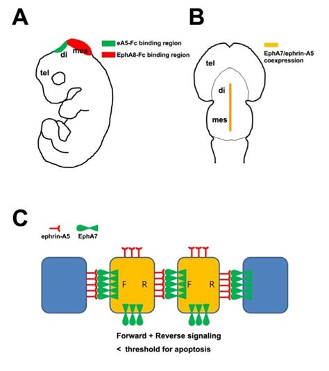 A Schematic Diagram Showing In Situ Distribution Of EphA Receptors