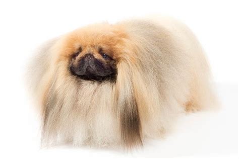 Pekingese Dog Breed Information